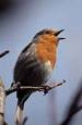 singing-bird.jpg